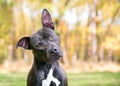 A Pit Bull Terrier mixed breed dog listening with a head tilt