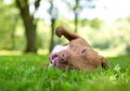 A Pit Bull Terrier mixed breed dog rolling in the grass Royalty Free Stock Photo