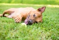 A Pit Bull Terrier mixed breed dog playing with a ball in the grass Royalty Free Stock Photo