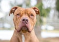 A Pit Bull Terrier mixed breed dog with a wrinkled forehead