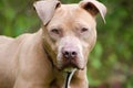 Pit Bull Terrier Portrait Royalty Free Stock Photo