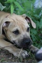 Pit bull terrier puppy chewing small branch