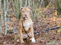 Pit Bull Terrier puppy dog Royalty Free Stock Photo