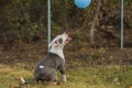 pit bull terrier puppy playing with a balloon Royalty Free Stock Photo