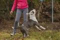 pit bull terrier puppy playing with a balloon Royalty Free Stock Photo