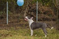 pit bull terrier puppy playing with a balloon Royalty Free Stock Photo