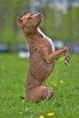 Pit bull terrier stands Royalty Free Stock Photo
