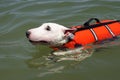 Pit bull terrier swimming