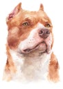 Water colour painting portrait of Pitbull dog 178 Royalty Free Stock Photo