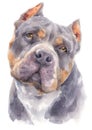 Water colour painting portrait of Pitbull dog 179 Royalty Free Stock Photo