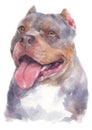 Water colour painting portrait of Pitbull dog 180 Royalty Free Stock Photo