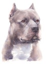 Water colour painting portrait of Pitbull dog 182 Royalty Free Stock Photo