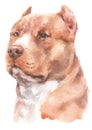 Water colour painting portrait of Pitbull dog 183 Royalty Free Stock Photo