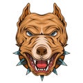 Pit bull. Vector illustration of a angry pitbull head mascot. Pet animal Royalty Free Stock Photo