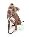 Pit Bull Veterinarian Dog