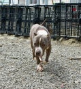 Pit bull walking on ground full of pebbles in a kennel