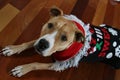 Pit Bull Wearing Ugly Christmas Sweater