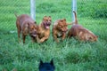 The pit bulls happily ran around on the green lawn in the cage. Many people tend to view it as ferocious. But its appearance is