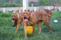 The pit bulls happily ran around on the green lawn in the cage. Many people tend to view it as ferocious. But its appearance is