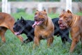 The pit bulls happily ran around on the green lawn in the cage. Many people tend to view it as ferocious. But its appearance is