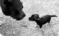 Pit chihuahua meeting stllllife blackandwhite