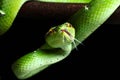 Pit viper Royalty Free Stock Photo