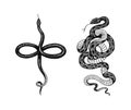 Pit viper. Crotaline snake or pit adders. Eastern racer or Coluber constrictor. Venomous Reptilia illustration. Engraved