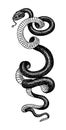 Pit viper. Crotaline snake or pit adders. Venomous Reptilia illustration. Engraved hand drawn in old sketch, vintage