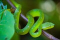 Pit Viper snake, Bako National Park Royalty Free Stock Photo