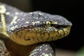 Pit Viper snake Royalty Free Stock Photo