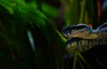 Pit Viper, venomous snake