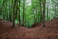 Pit in the woods among beech trees Royalty Free Stock Photo