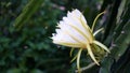 Pitahaya flower Dragon Fruit - Tam Binh Vinh Long Vietnam