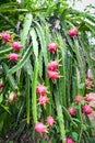 Pitahaya plantation dragon fruit in thailand in the summer, dragon fruit on the dragon fruit tree waiting for the harvest in the