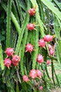 Pitahaya plantation dragon fruit in thailand in the summer, dragon fruit on the dragon fruit tree waiting for the harvest in the
