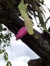 See this pitaya plant born in the middle of the vegetation of the south of minas gerais brazil