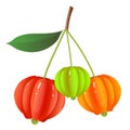 Pitanga, Suriname Cherry, Brazilian Cherry or Eugenia Uniflora Fruits on branch vector illustration