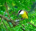 Pitangus sulphuratus, Bird that lives from the southern United States to Argentina
