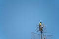 Yellow Bem-te-vi bird perched on a television antenna against a blue sky