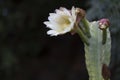 Pitaya cactus with white blooming flower and dark open background