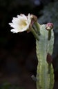 Vertical shot of pitaya cactus with open white flower