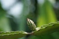 pitaya or dragon fruit flower bud Royalty Free Stock Photo