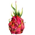 Pitaya dragon fruit pitahaya watercolor illustration in bright pink and green colors. Tropical cactus isolated on white Royalty Free Stock Photo