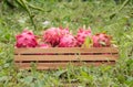 Pitaya fruit in basket Royalty Free Stock Photo
