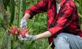 Pitaya fruit farmer Royalty Free Stock Photo