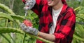 Pitaya fruit farmer Royalty Free Stock Photo