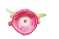 Pitaya peel texture Royalty Free Stock Photo