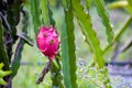 A pitaya or pitahaya,the fruit of several different cactus species indigenous to the Americas,The dragon fruit is cultivated in