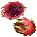 Pitaya, Red Dragon fruit, pitahaya, whole and half, tropical fruits isolated, hand drawn watercolor illustration on