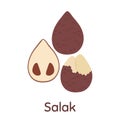 Salak fruit. Vector Illustration EPS.